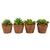 11cm Succulent terracotta pot 4 Asst