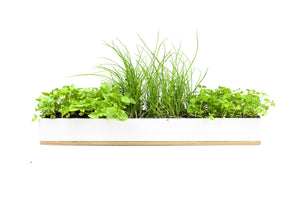 Micro Herbs Windowsill Box