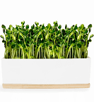 Mini Sprout Garden Mustard