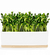 Mini Sprout Garden Sunflower