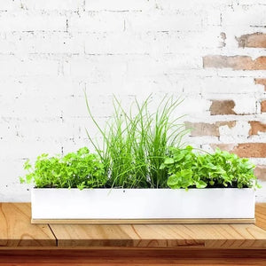 Micro Herbs Windowsill Box