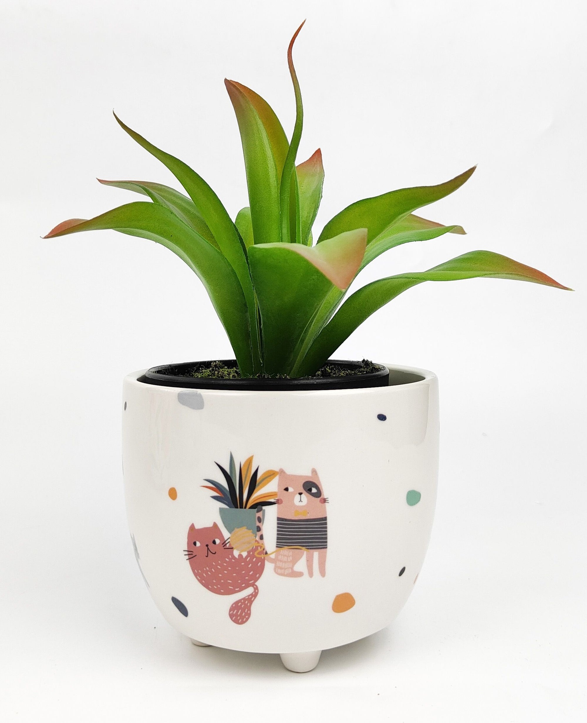 Quirky Cats Planter Colourful Sm 10cm