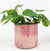 Sofia Planter Pink Storm Med 10cm
